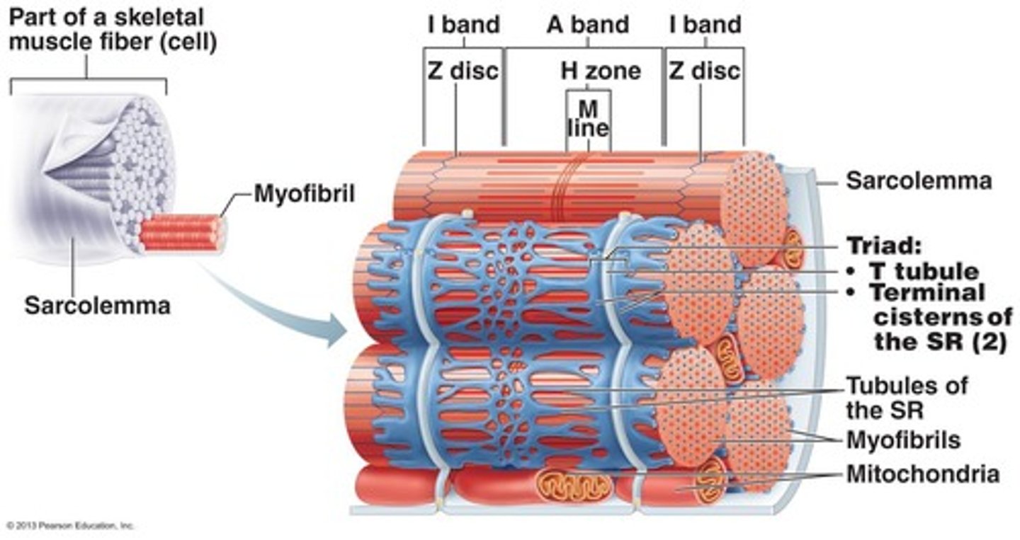 <p>To regulate Ca2+ levels by storing and releasing calcium ions during contraction.</p>