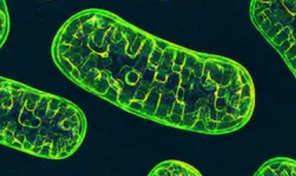 <p>powerhouse of the cell</p>