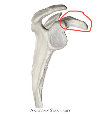 <p>scapula, fingerlike projection behind acromion</p>