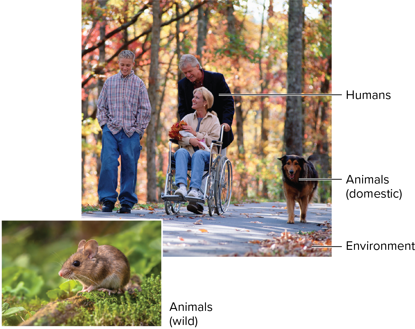 <p>The natural habitat of a pathogen; sum of the potential sources of an infectious agent; may be humans, animals, and the environment; must be identified to determine disease prevention </p>