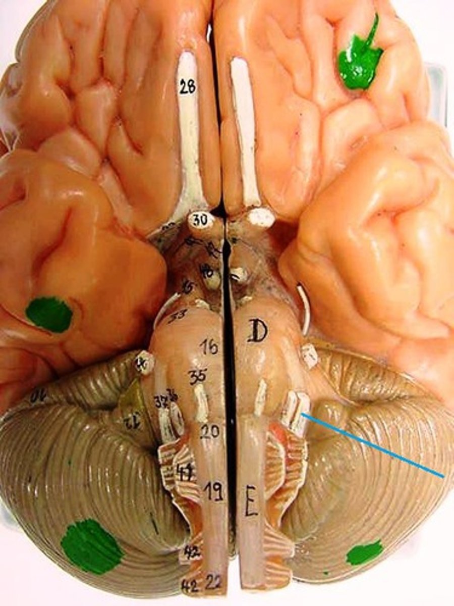 <p>Sensory , equilibrium and hearing</p>