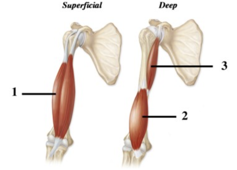 <p>Superficial and deep arm muscles are shown from an anterior view. Which muscle(s) can move both the elbow joint and glenohumeral (shoulder) joints?</p>