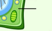 <p>jelly-like fluid inside the cell where organelles are found. It supports them and it is the site for many chemical reactions</p>