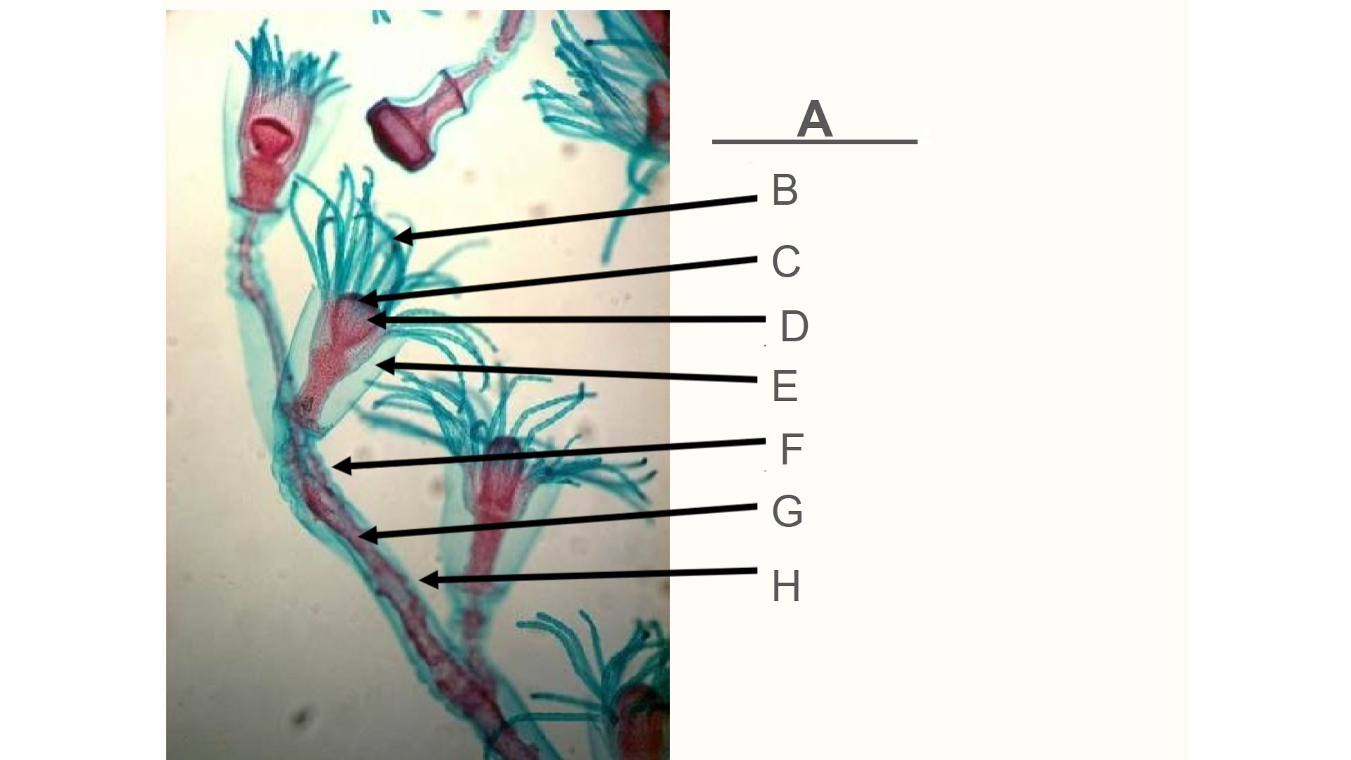 <p>What is its function?</p>