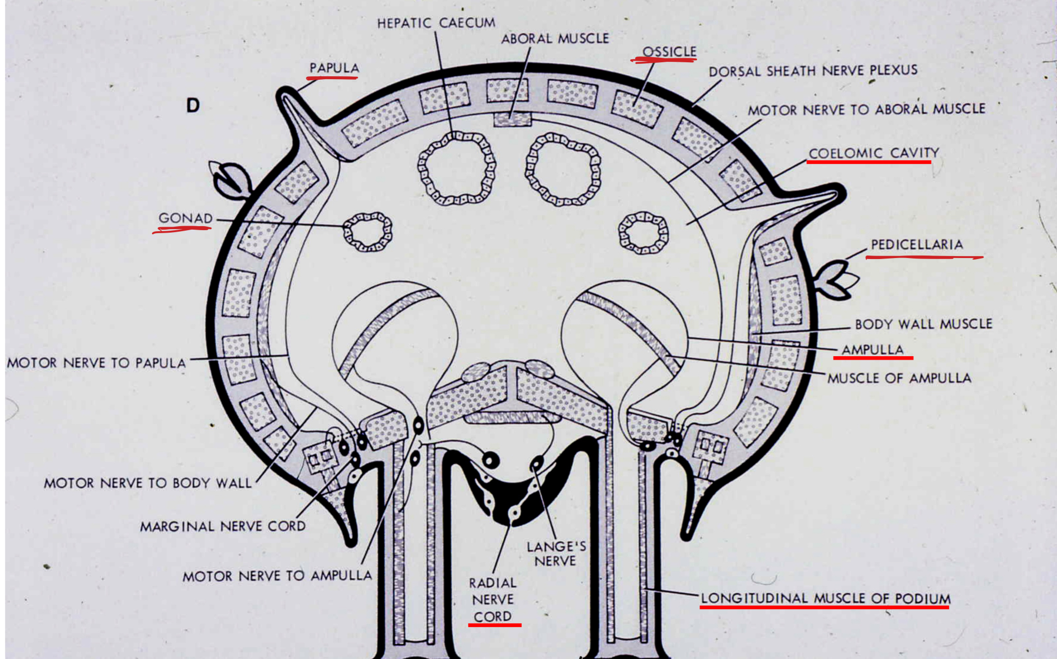 <p>-Water vascular system: coelomate, fluid filled channels, pore (madreporite) connect to external surface <br>  -Function: movement, respiration, sensory <br>-Tube Feet: hydraulic extension, muscular retraction<br>- Mutable connective tissue: catch collagen, stiffening of spines (stiff gel to flexible sol in second)<br>- Endoskeleton: plates or ossiccles, single calcite crystals (CaCO3, Mg rich, no/little organic matrix) riddle with pores<br>-Pedicellaria: defense, anti-fouling<br>- spacious coelom w/ complex partitions<br>- 3 network of nerve ring, radiating nerves, poor sensory system, control connective tissue<br>- no excretory system<br>- SOME have circulatory system (haemal system in sea cukes)<br>- Gut in coiled tube (NOT in starfish or brittlestar)<br>- Radial gonads (NOT sea cukes, crinoids)<br>- Separate sexes, little dimorphism<br>- Broadcast spawners, some brood<br>- 3 pairs of coelomic spaces: form coelom, water vascular system, haemal system<br>- some autonomy and regeneration</p>