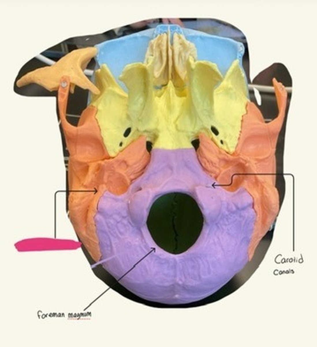 knowt flashcard image