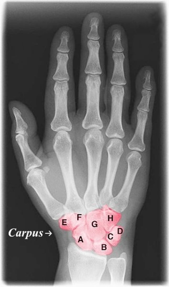 <p>A = SCAPHOID</p><p>B = LUNATE</p><p>C = TRIQUETRUM</p><p>D = PISIFORM</p><p>H = HAMATE</p><p>G = CAPITATE</p><p>F = TRAPEZOID</p><p>E = TRAPEZIUM</p><p>REMEMBER:</p><p>So Long To Pinky, Here Comes The Thumb</p><p>NOTE: this is looking at the PALMAR surface of the LEFT HAND. Always start at the BASE of the thumb and circle around to the PINKY basally then head back to the thumb!</p>
