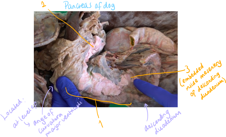 <p>The pancreas of a dog.</p>