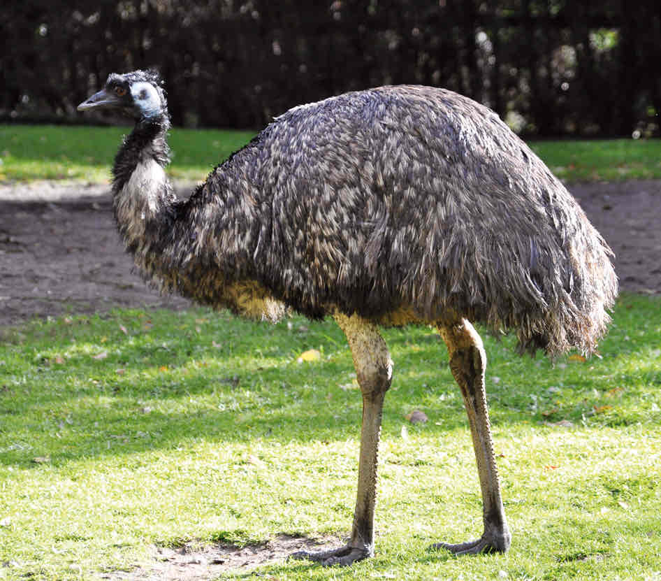 <p>Emu hnědý (Austrálie) <span>- podtřída běžci </span></p>