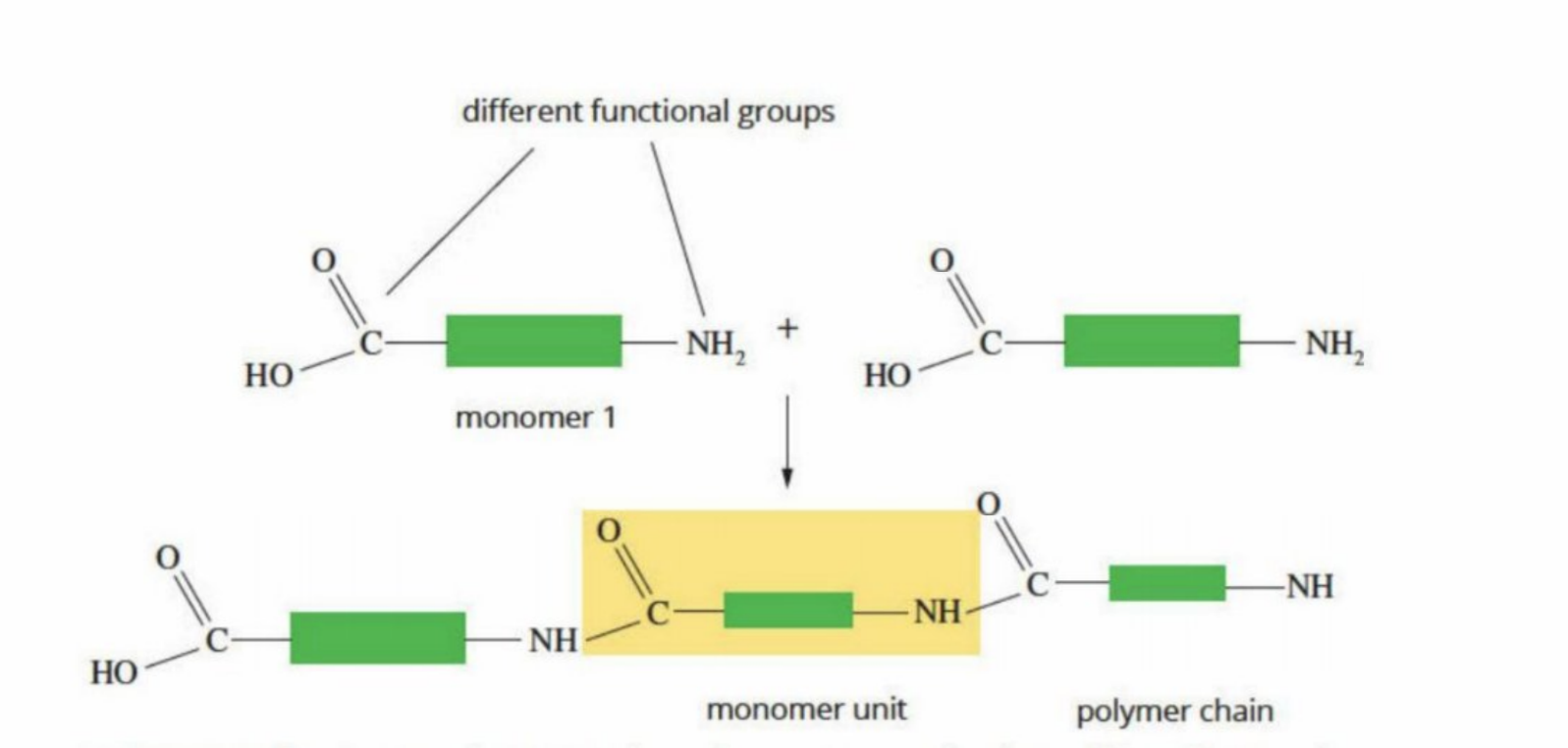 <p>Has an amine and a carboxyl group</p><p>Has the same type of repeating monomer all throughout (with two different types of functional groups at the end)</p><p>Many biological polymers are built this way</p><p><strong>Has an amine and carboxyl functional group</strong></p>