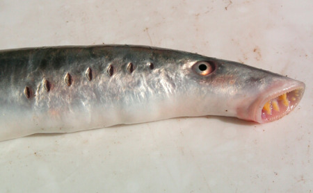 <p>Superclass Agnatha— Jawless fishes (cyclostomes)</p><p>Includes hagfish and lamprey</p><ul><li><p>They are anadromous, parasitic</p></li><li><p>They have no jaws and instead have gill arches made of cartilage to support the gills (cartilaginous skeleton). </p></li><li><p>Eel-like bodies </p></li><li><p>no paired fins (pectoral or pelvic)</p></li><li><p>muscular mouths </p></li><li><p>multiple gill openings (7 in lamprey, 12 in hagfish)</p></li></ul><p></p>