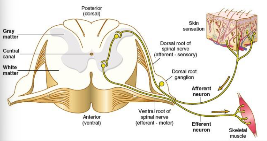 <p>carry sensory impulses toward the spinal cord/brain </p>
