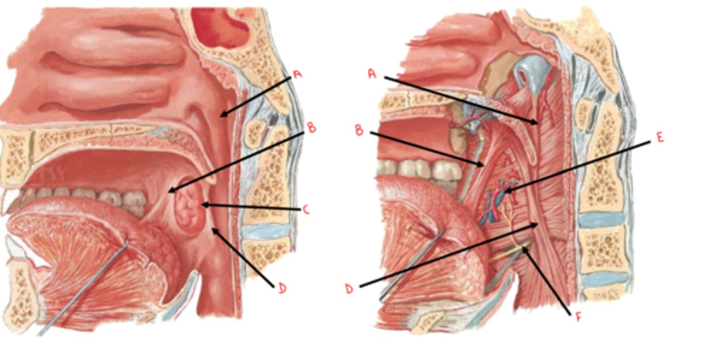 <p>identify A</p>