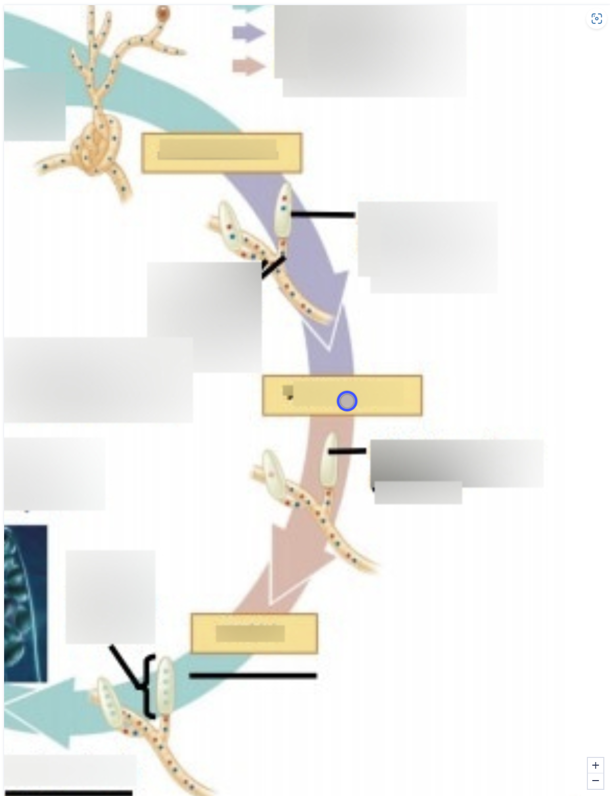term image