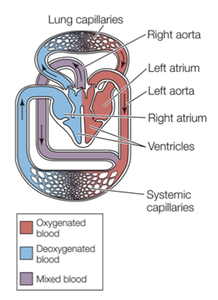 <p>three chambered heart</p><p>(Note: crocodiles have 4 chambered)</p>