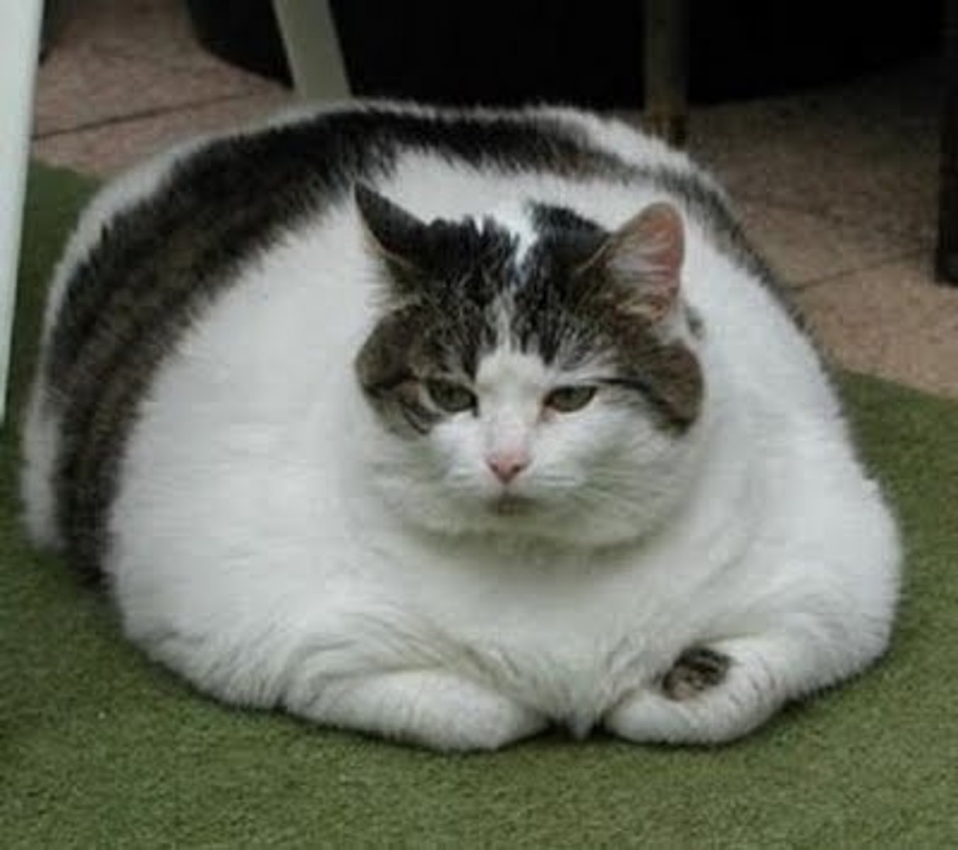 <p>c. obese class 1; obese class 1 is categorized as BMI of 30.0-34.9</p>