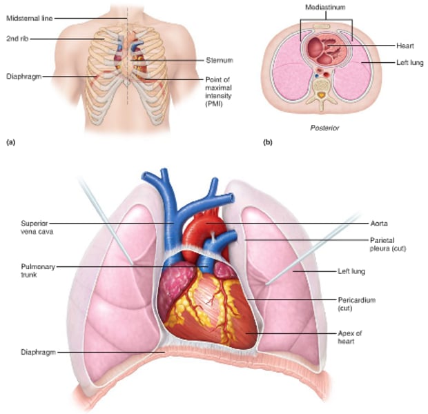 <p>Thorax between the lungs in the inferior mediastinum</p>