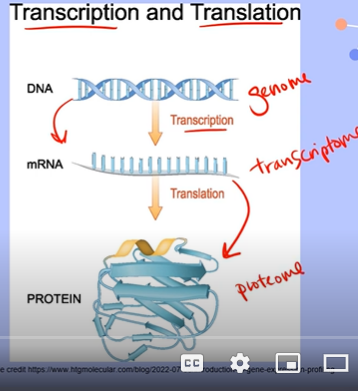 <p><span>Transcription: uses the Genome, which is the entirety of all genes</span><br><br><span>Translation: uses the Transcriptome, which is all of the messenger RNA created in Transcription</span><br><br><span>The formation of a Protein uses the Proteome, the collection of all proteins within a cell, tissue or organism</span></p>