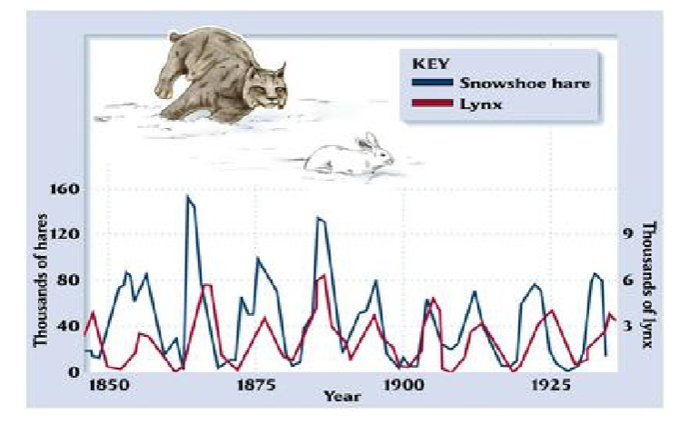 <p>Through history, you can see oscillations in both populations</p>