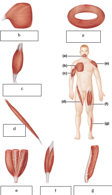 <p>what muscle is b</p>