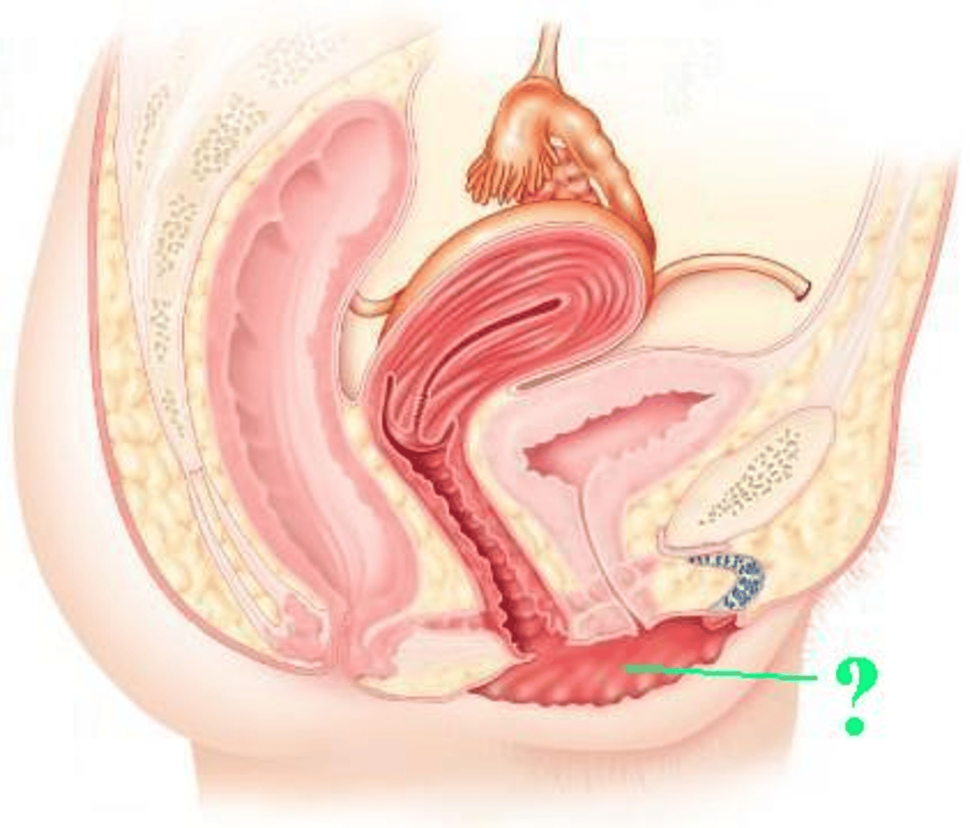 <p>Identify the indicated structure.</p>