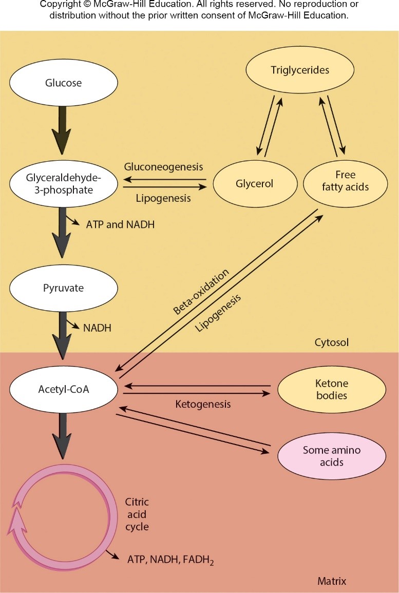 
1. Adipose triglycerides are broken down and released as free fatty acids, which are taken up by cells and broken down by beta-oxidation into acetyl-CoA.
2. Acetyl-CoA can enter the citric acid cycle as ATP or be converted to ketone bodies (usually the large amounts of unused Acetyle-CoA in the liver) or travel to tissues as ATP.