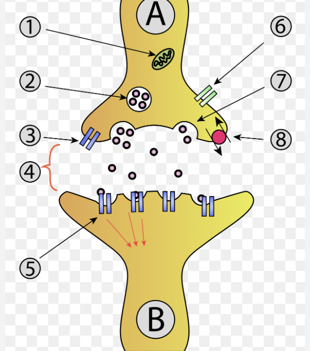 <p>How do neurotransmitters open the next neuron?</p>