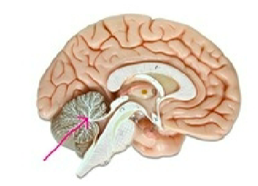 <p>Label white matter in cerebellum</p>