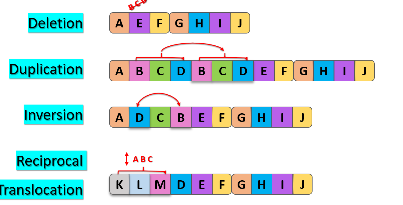 <p>Reciprocal translocation is a chromosomal rearrangement where segments from two different chromosomes are exchanged.</p>