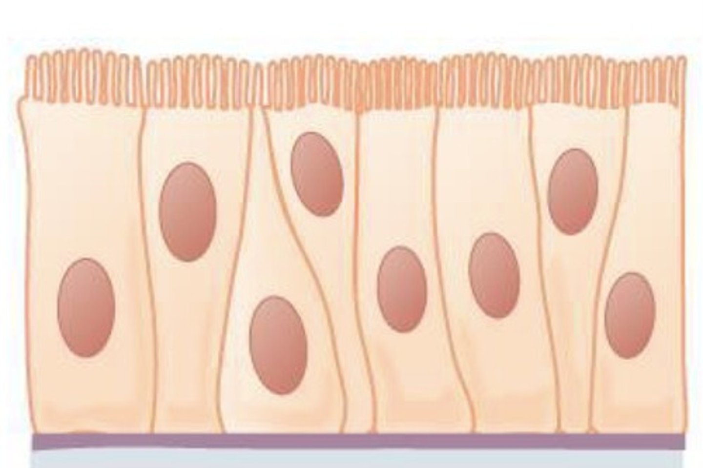 <p>What epithelial tissue is this?</p>