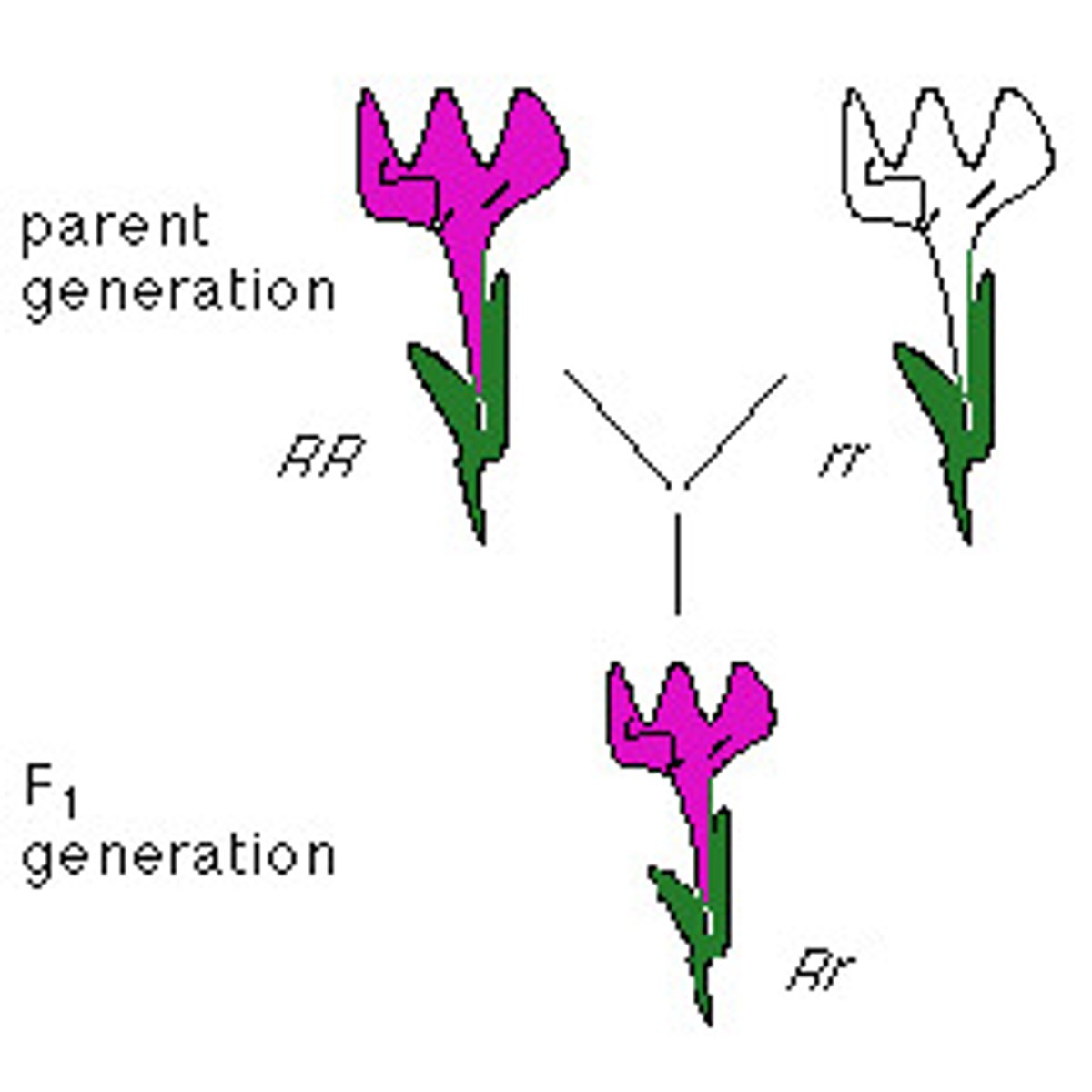 <p>an allele that is fully expressed in the phenotype of a heterozygote (R)</p>