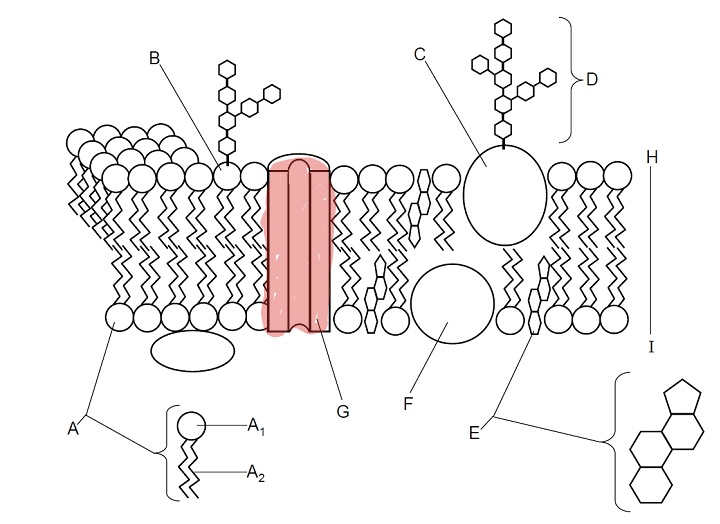 <p>Which part is G? </p>