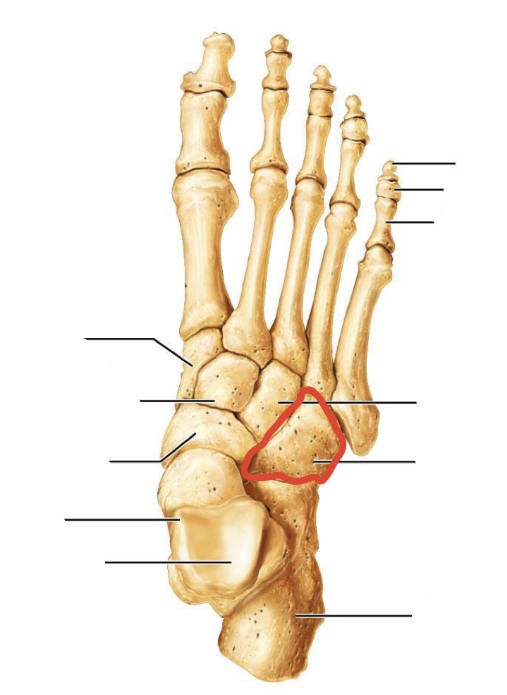 <p>tarsal bones</p>