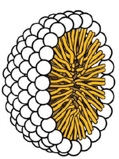 <p>tiny aggregates of soap with the hydrophobic tails turned inward and the hydrophilic heads turned outward, thereby shielding the hydrophobic lipid tails and allowing for overall solvation</p>
