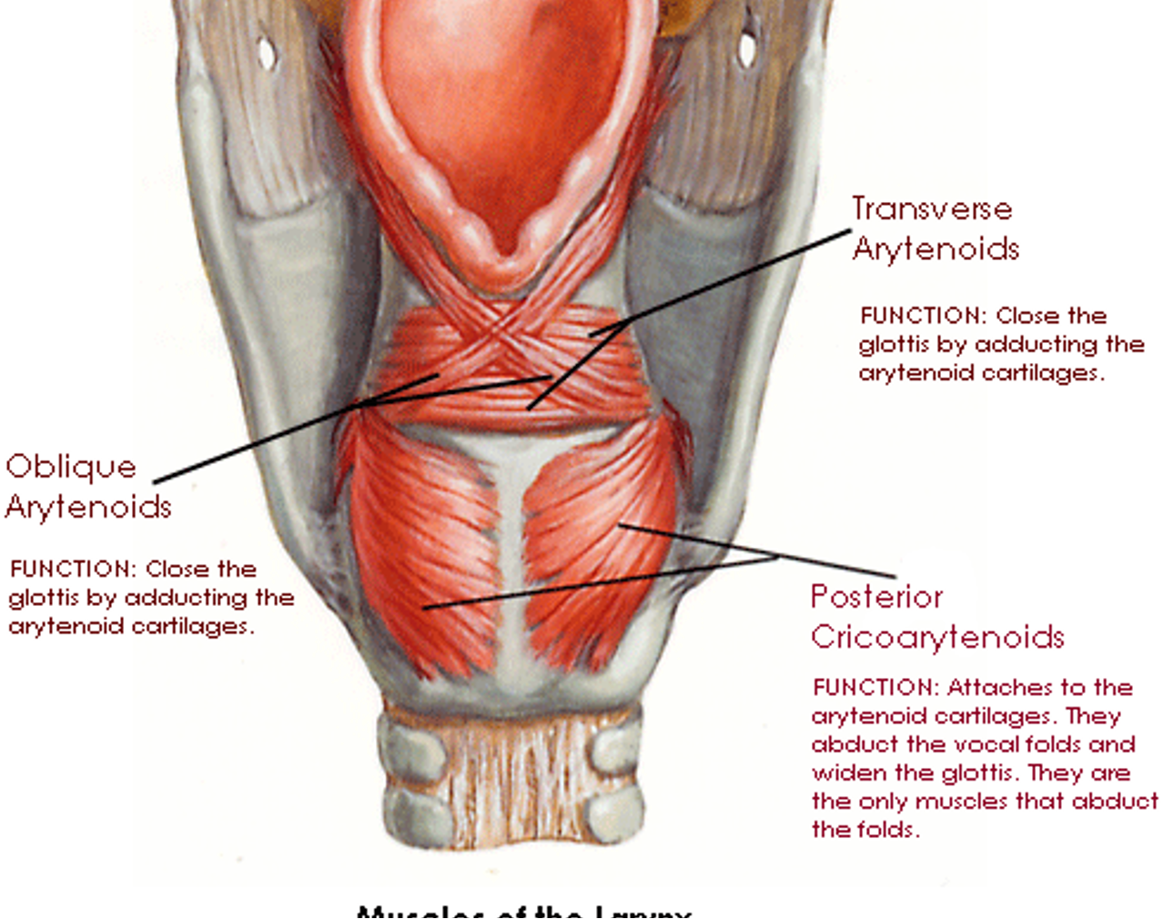 <p>causes arytenoids to be pulled towards each other (straight across) </p>