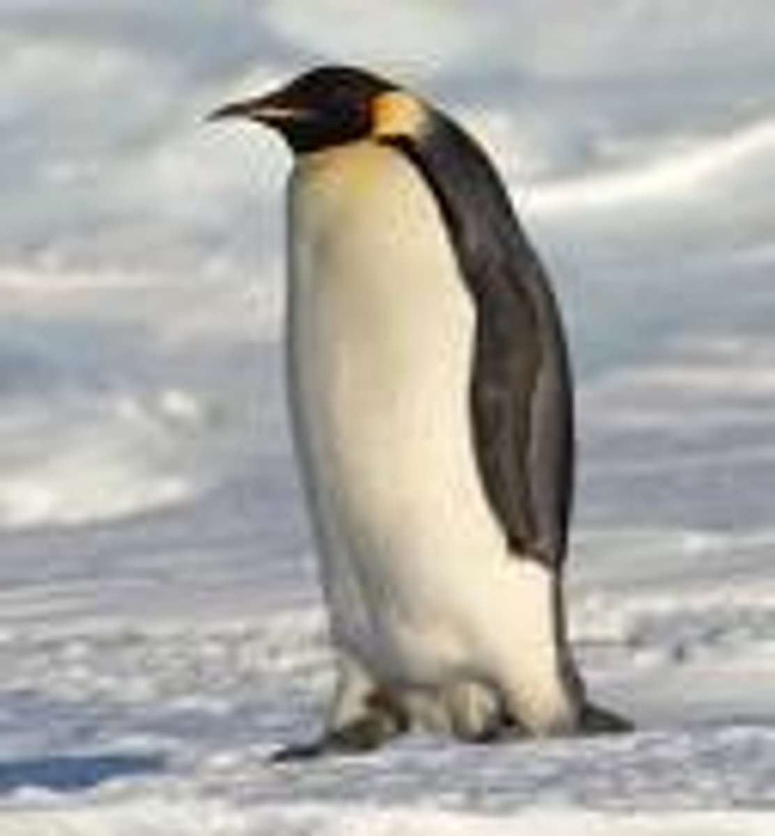 <p>een pinguïn</p>