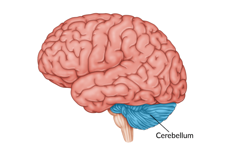 <p>Extends from bottom rear of brainstem</p><ul><li><p>“Little brain”</p></li><li><p>Processes sensory input retaining to coordinates movement and balance</p></li><li><p>Enables non-verbal learning/memory</p></li><li><p>Helps us judge time, modulate emotions, discriminate sound/textures</p></li><li><p>Injuries = trouble walking, keeping balance, jerking</p></li><li><p>DOES A LOT MORE THAN MOTOR ACTIVITY FROM STUDIES</p></li></ul>