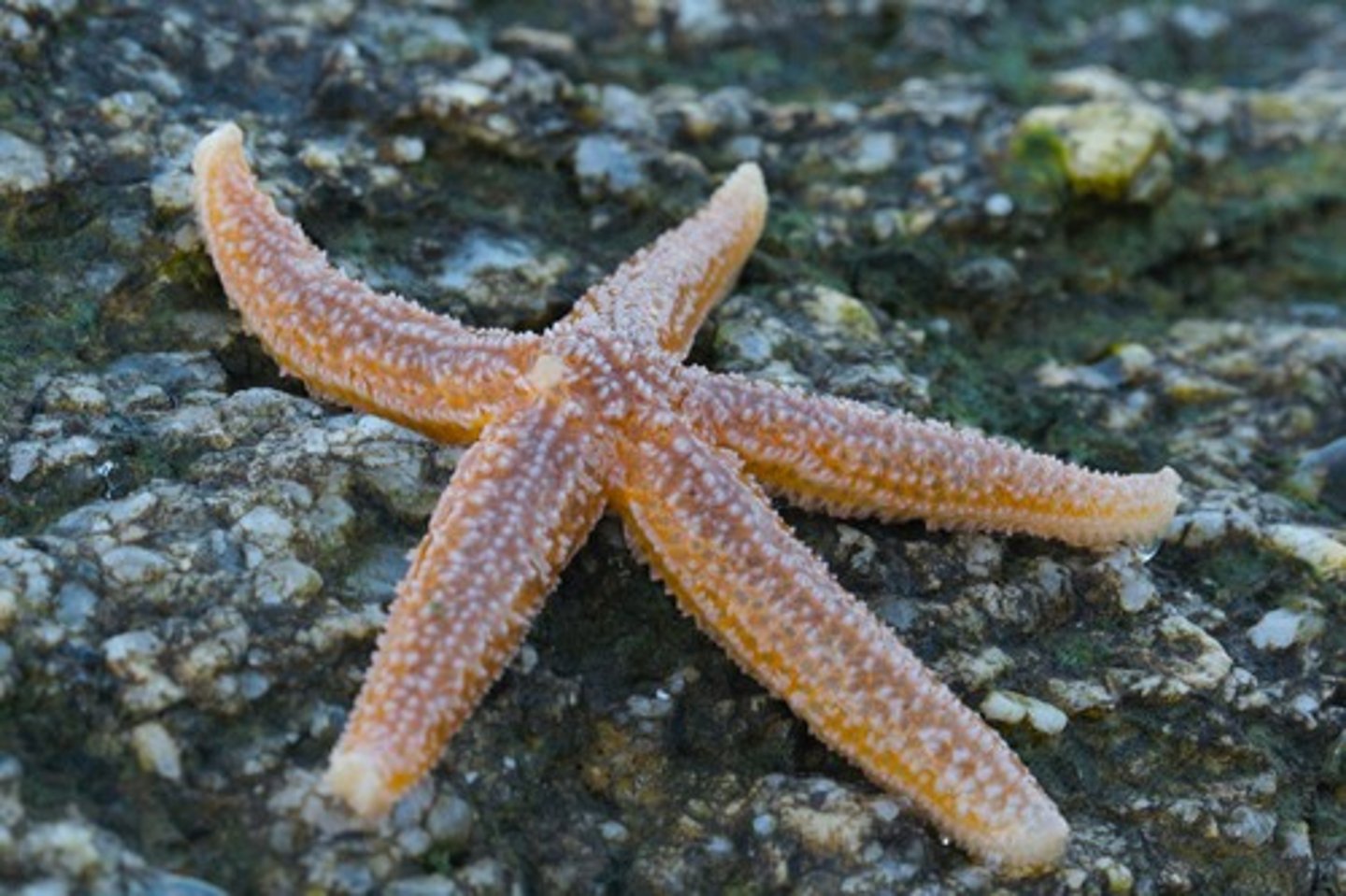 <p>Sea stars; starfish, 5 arms, madreporite, central disc where arms meet, mouth for feeding, tube feet for attachment</p>