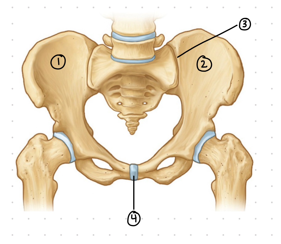 <p>pelvic girdle - 1 &amp; 2</p>