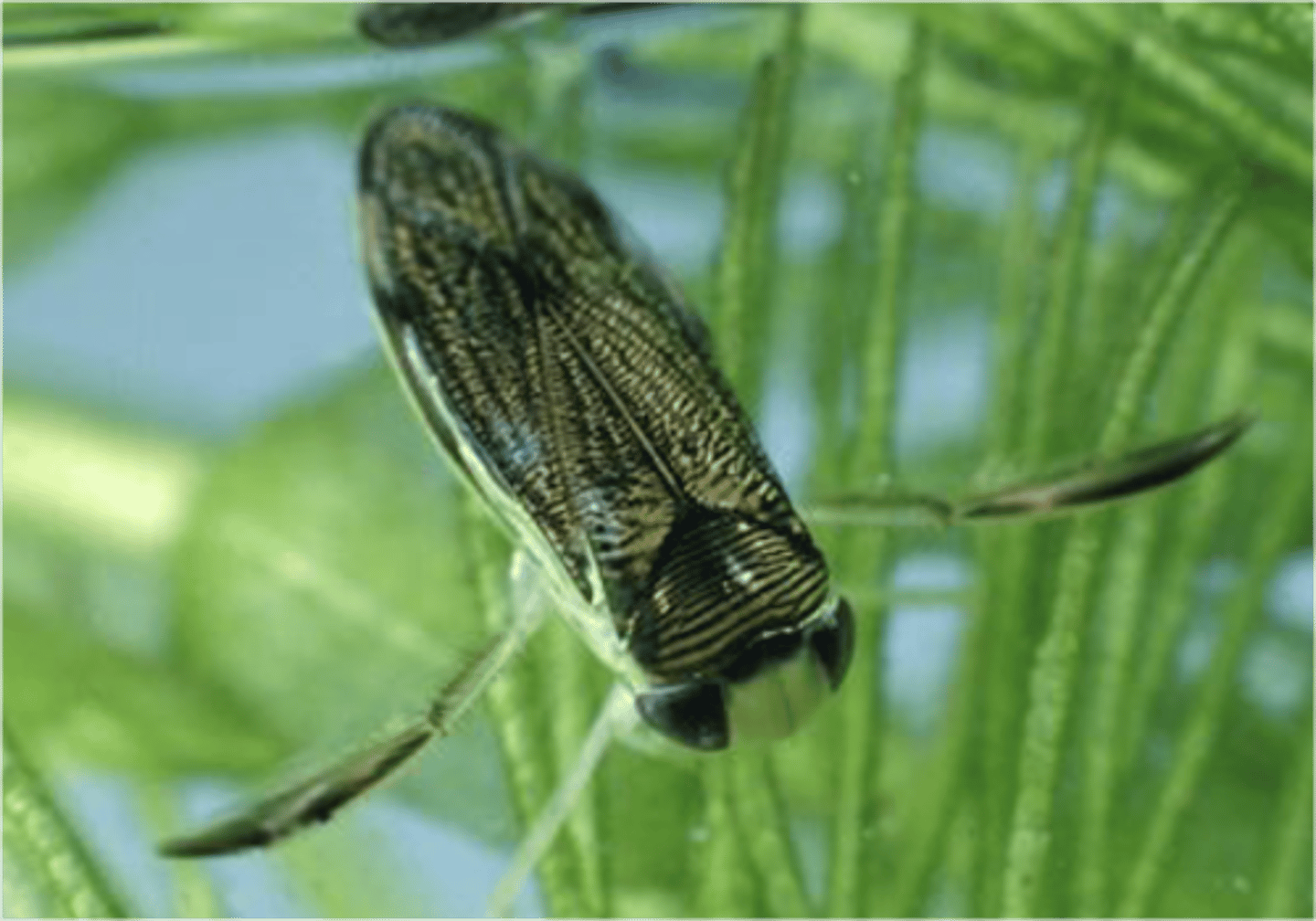 <p>(water boatmen)</p><p>- Freshwater aquatic</p><p>- Lack gills, carry air bubble down into the water to take oxygen from water</p><p>- Natatorial legs</p><p>- Mostly herbivores, eat algae</p>