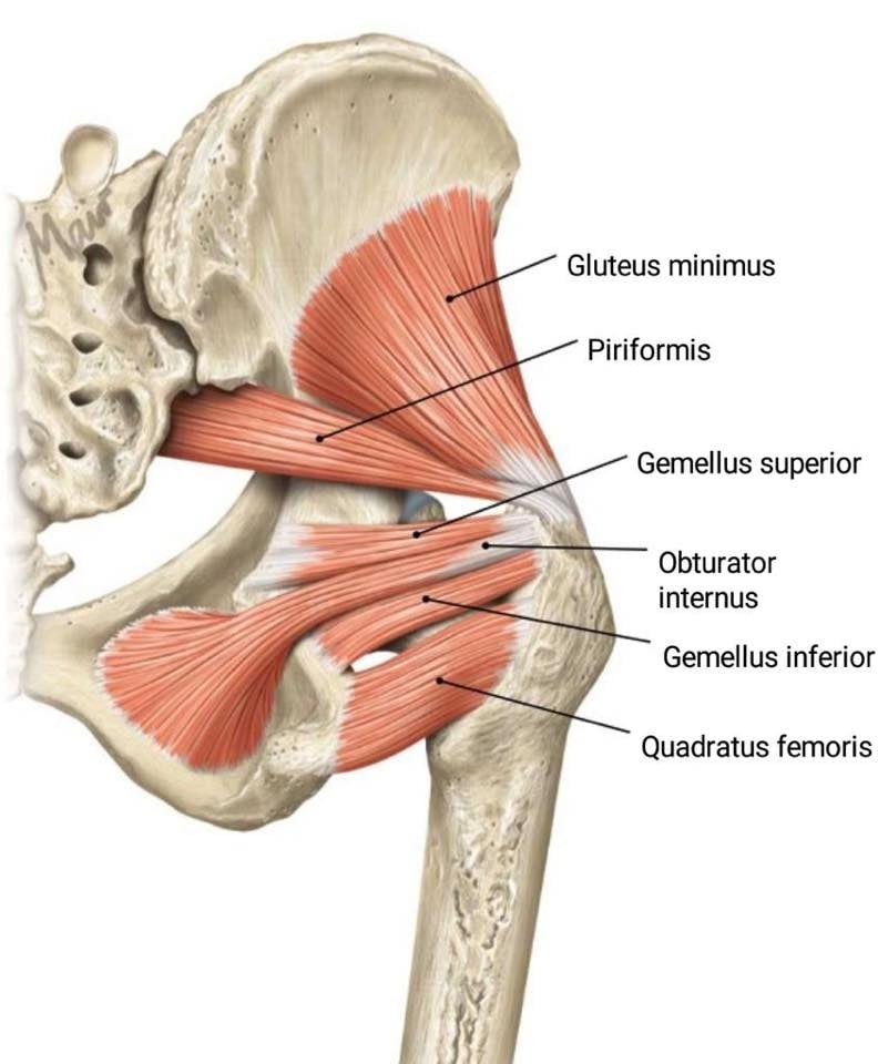 <p>Obturator Internus </p>