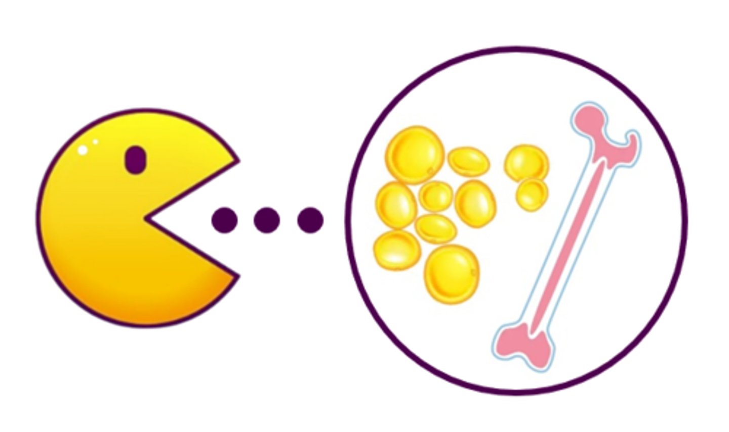 <p>enzymes that break down fatty deposits like bone marrow &amp; adipose tissue (body fat)</p>