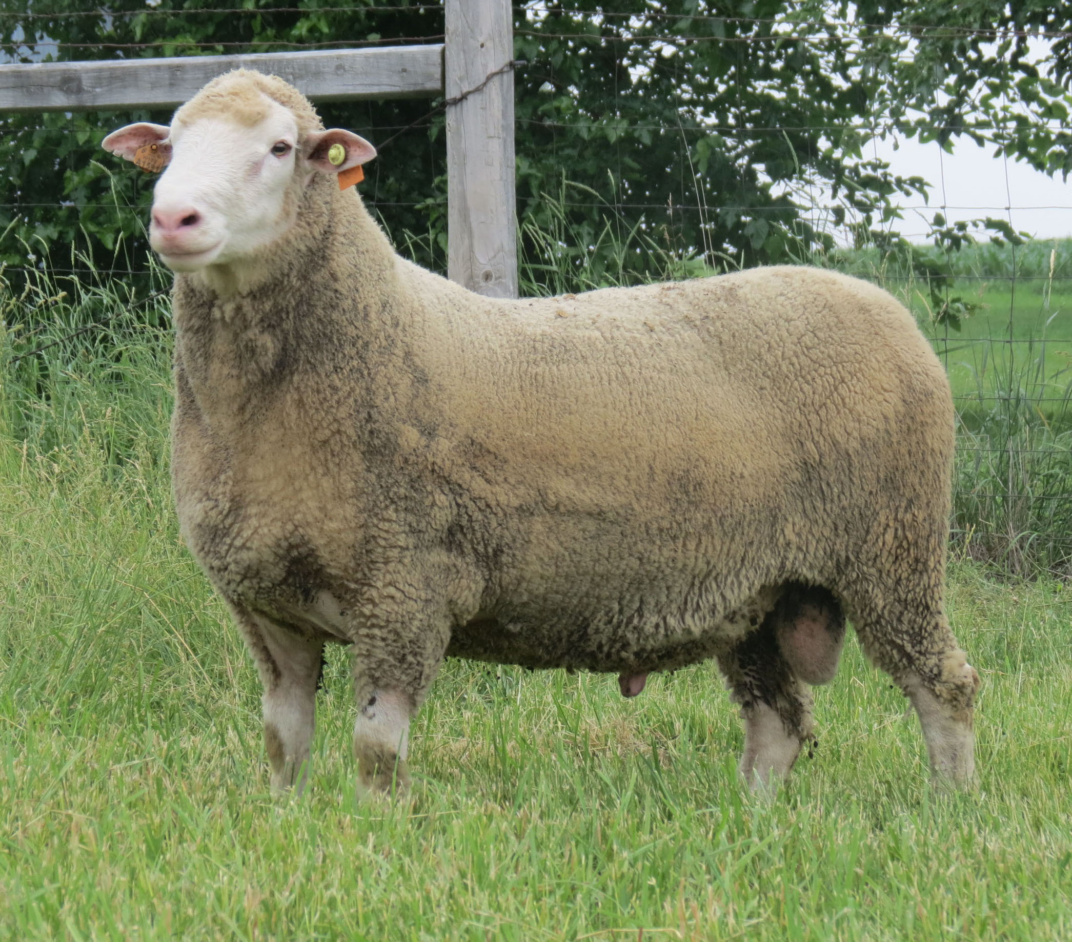 <p>White sheep breed</p><p>decent wool</p><p>Rambouillet X Dorset X Finnsheep X Targhee</p><p>Decent Carcass value</p><p>good muscle</p><p>good mothers &amp; instincts</p><p>can breed out of season</p><p>produce 2-3 lambs </p>
