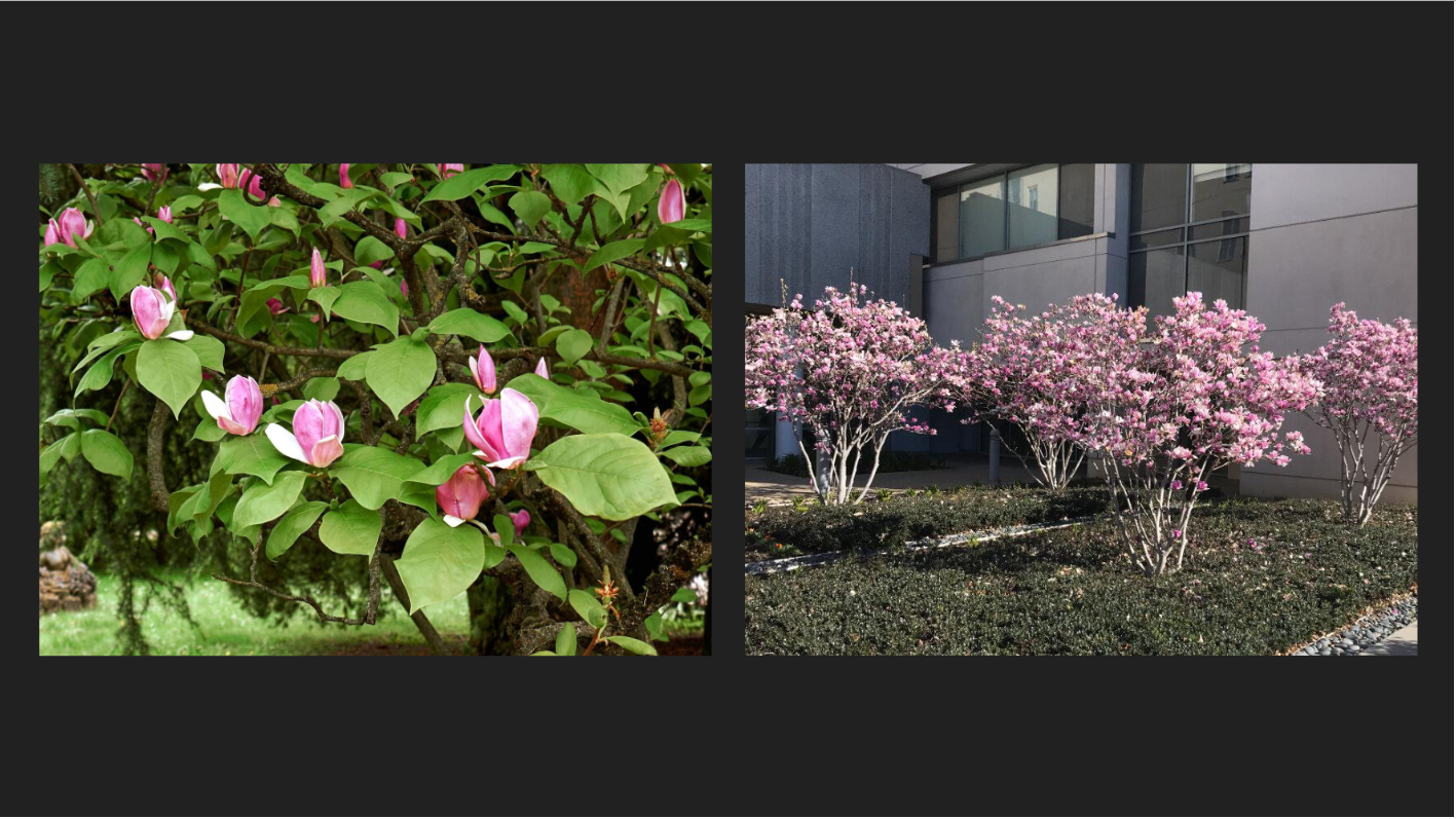 <p>Magnolia × soulangeana</p><p>Saucer Magnolia</p>