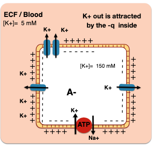Assuming the cell  \n membrane of this cell is only  \n permeable to K+. \n What happens to the  \n potassium ions?

\
\[K\] in = \[K\] out equilibrium potential (Eq)

\
Equilibrium potential (Eq) for K+ is reached when there is almost no difference of ion concentration on the two sides of the membrane.