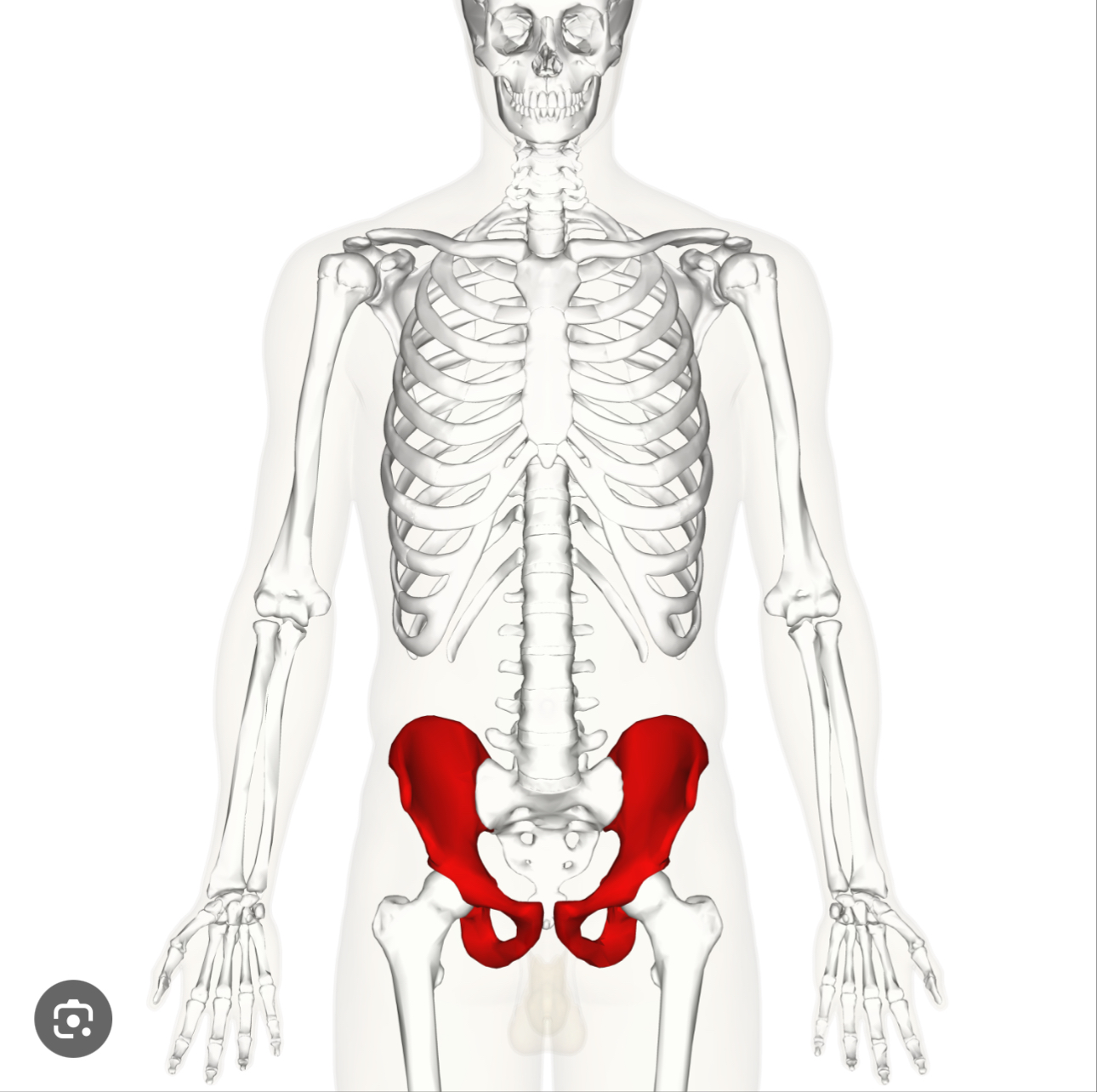 <p>The hip / pelvic bone </p>