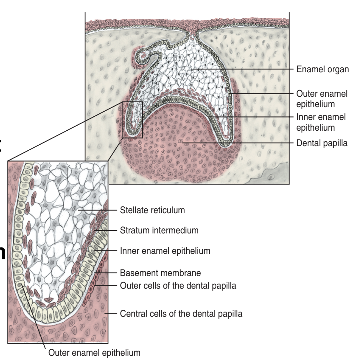 <p>4th stage (11-12th week of dev.) = Bell Stage = <strong>Differentiation phase </strong></p><ul><li><p>Dental papilla further invaginates into the enamel organ creating bell shape </p></li><li><p><strong>Enamel organ cells DIFFERENTIATE into 4 layers:</strong></p><ul><li><p><strong>Outer enamel epithelium</strong></p></li><li><p><strong>Stellate Reticulum</strong></p></li><li><p><strong>Stratum Intermedium</strong></p></li><li><p><strong>Inner enamel epithelium </strong></p></li></ul></li></ul><p></p>