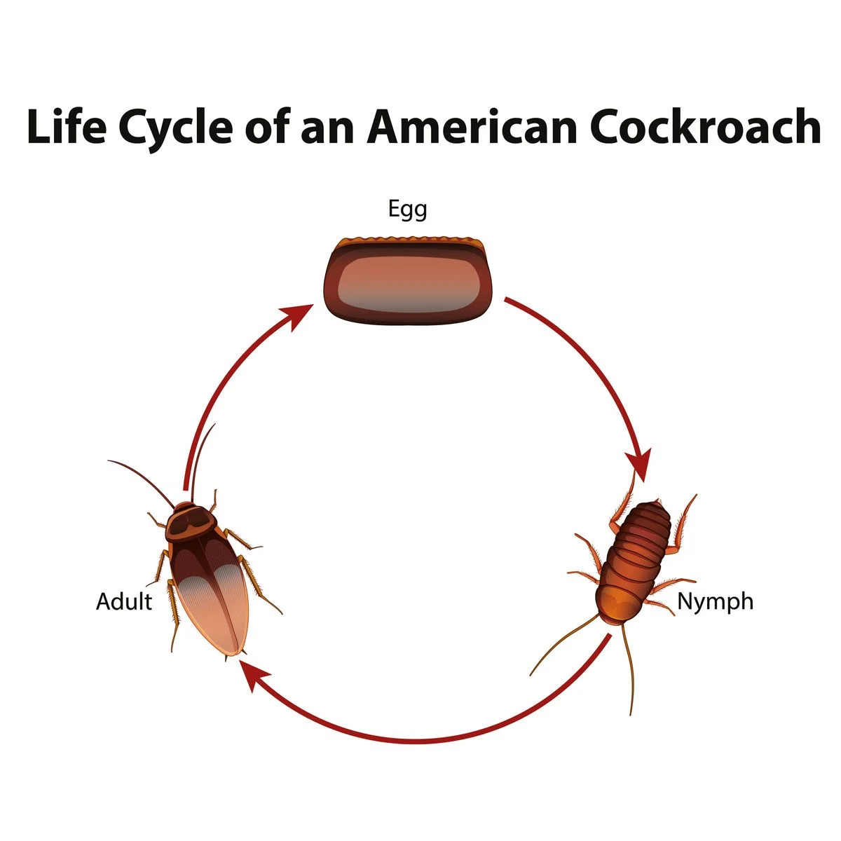 <p>Incomplete metamorphosis; egg, → nymph → adult</p><p>Mnemonic: <strong>Hem</strong>imetabolous = <strong>hem</strong>isphere = half = <strong>INCOMPLETE</strong></p>