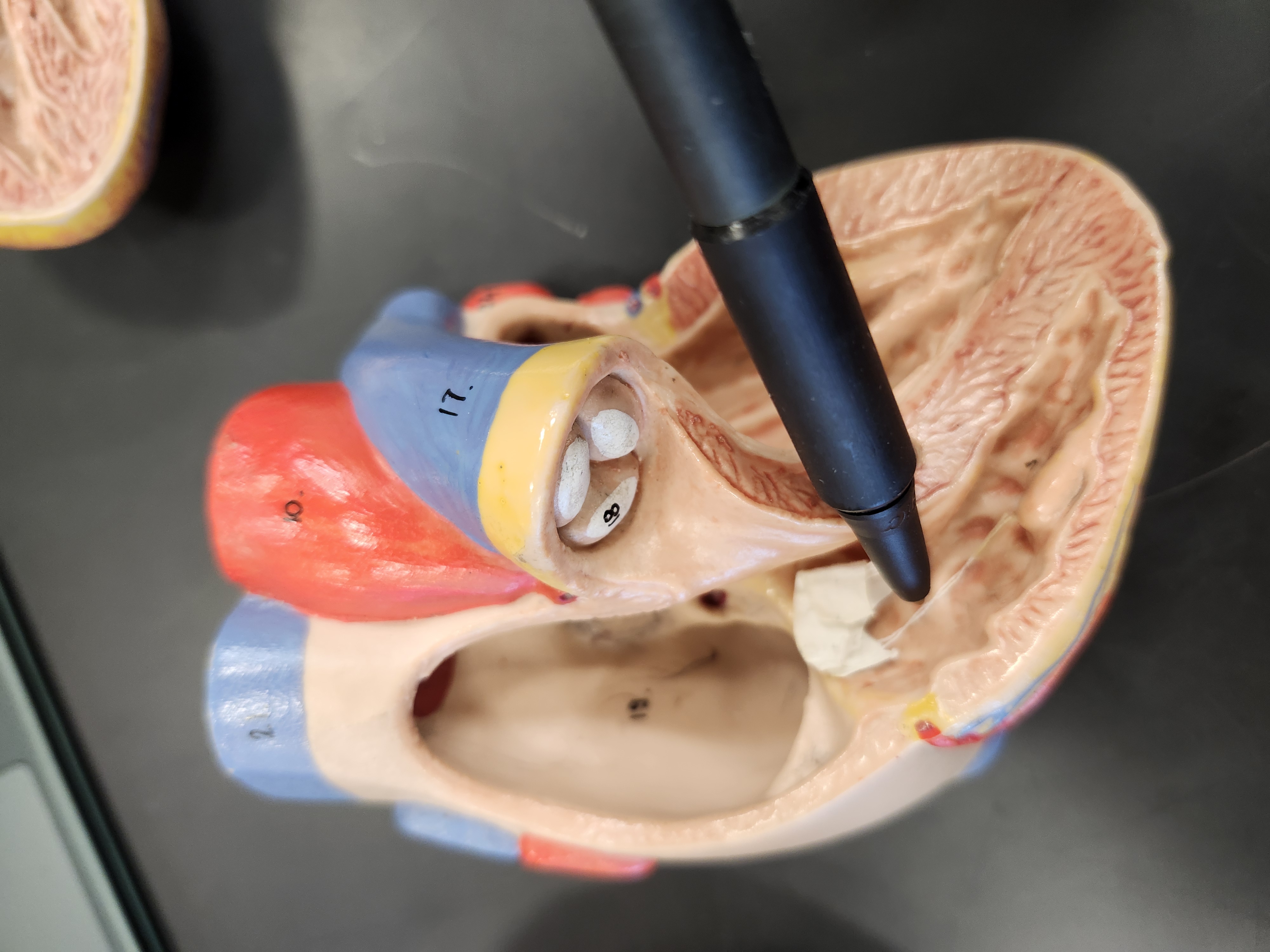 <p>Function? </p>