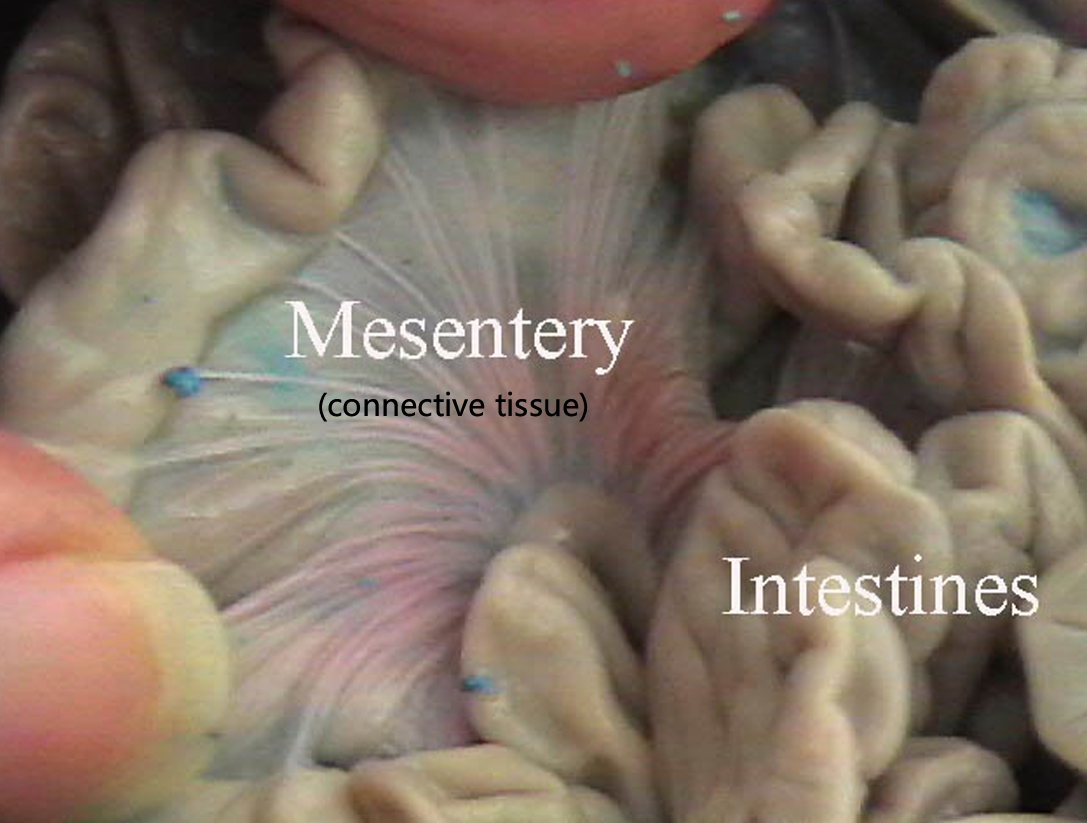 <ul><li><p>Attaches jejunum to the body wall</p><ul><li><p>Connective tissue</p></li></ul></li><li><p><strong>Carries blood vessels, lymphatics, and nerves to the digestive organs</strong></p></li></ul><p></p>